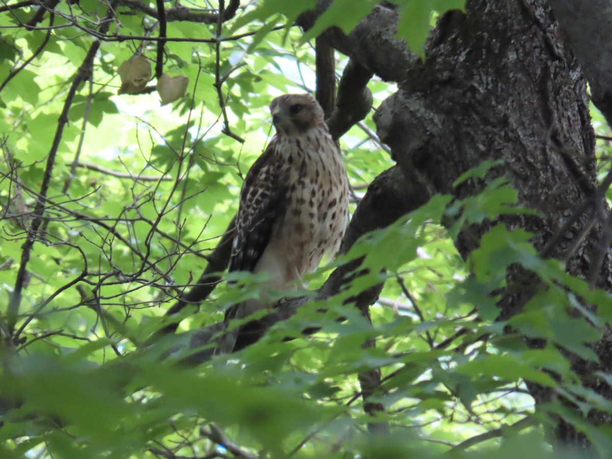 Red-shouldered Hawk - ML620410348