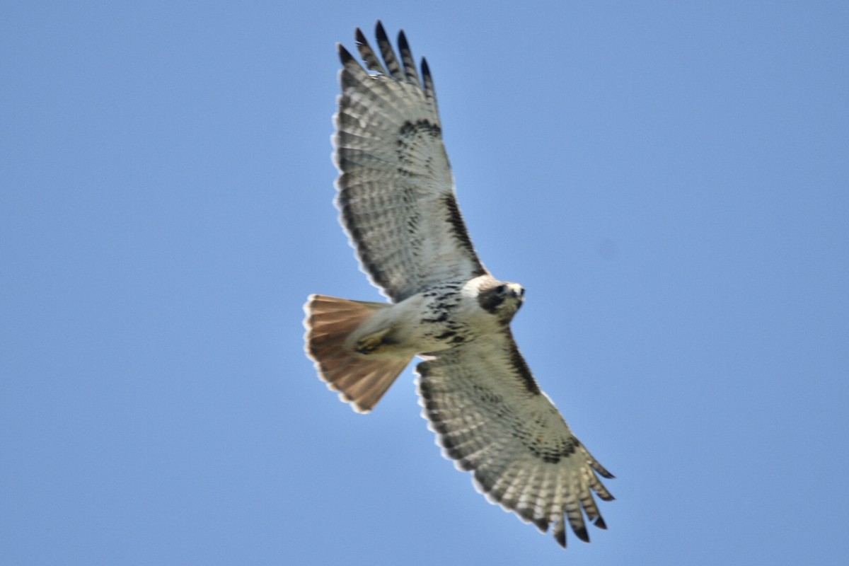 Red-tailed Hawk - ML620410351