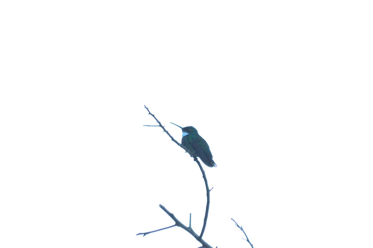 White-throated Hummingbird - ML620410356