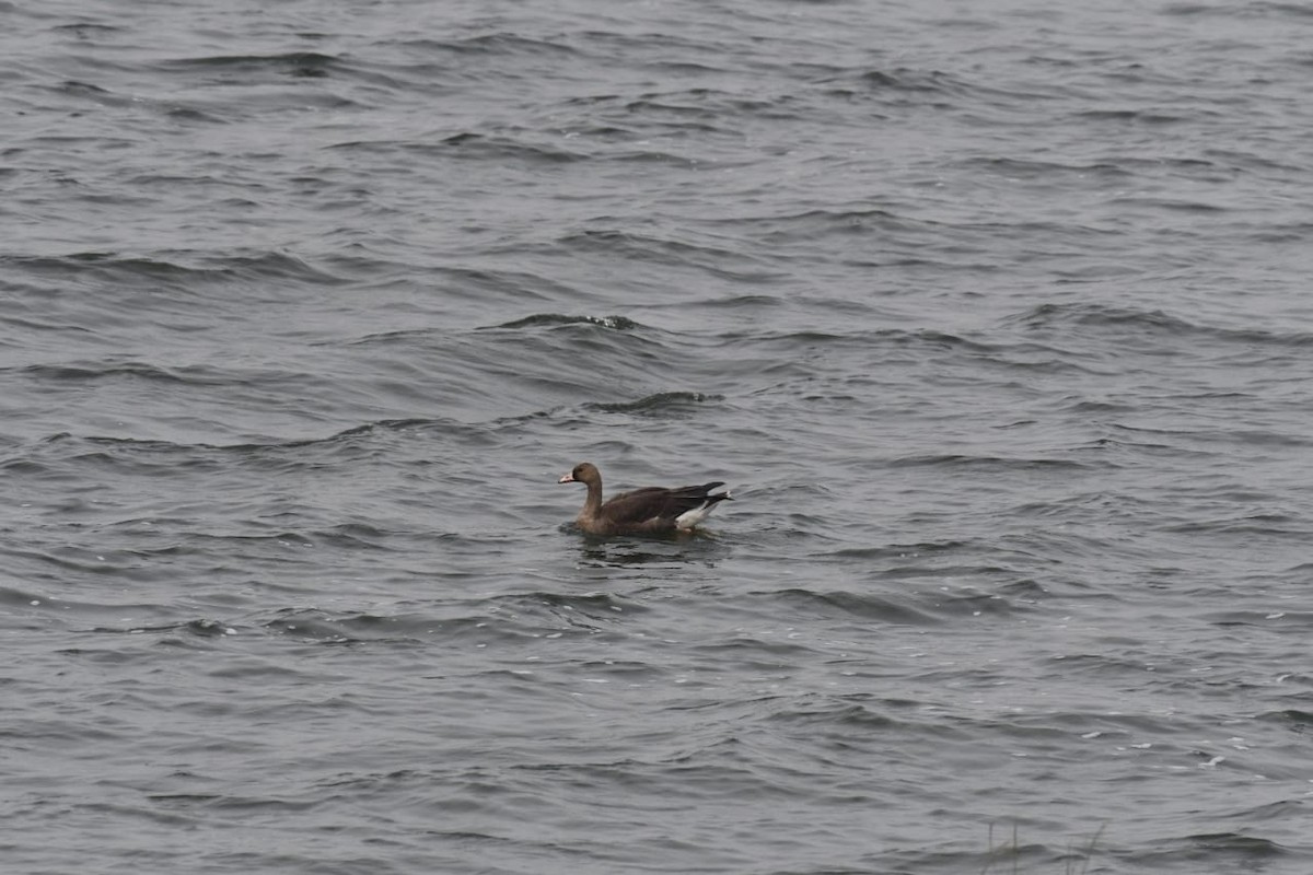 Greater White-fronted Goose - ML620410363