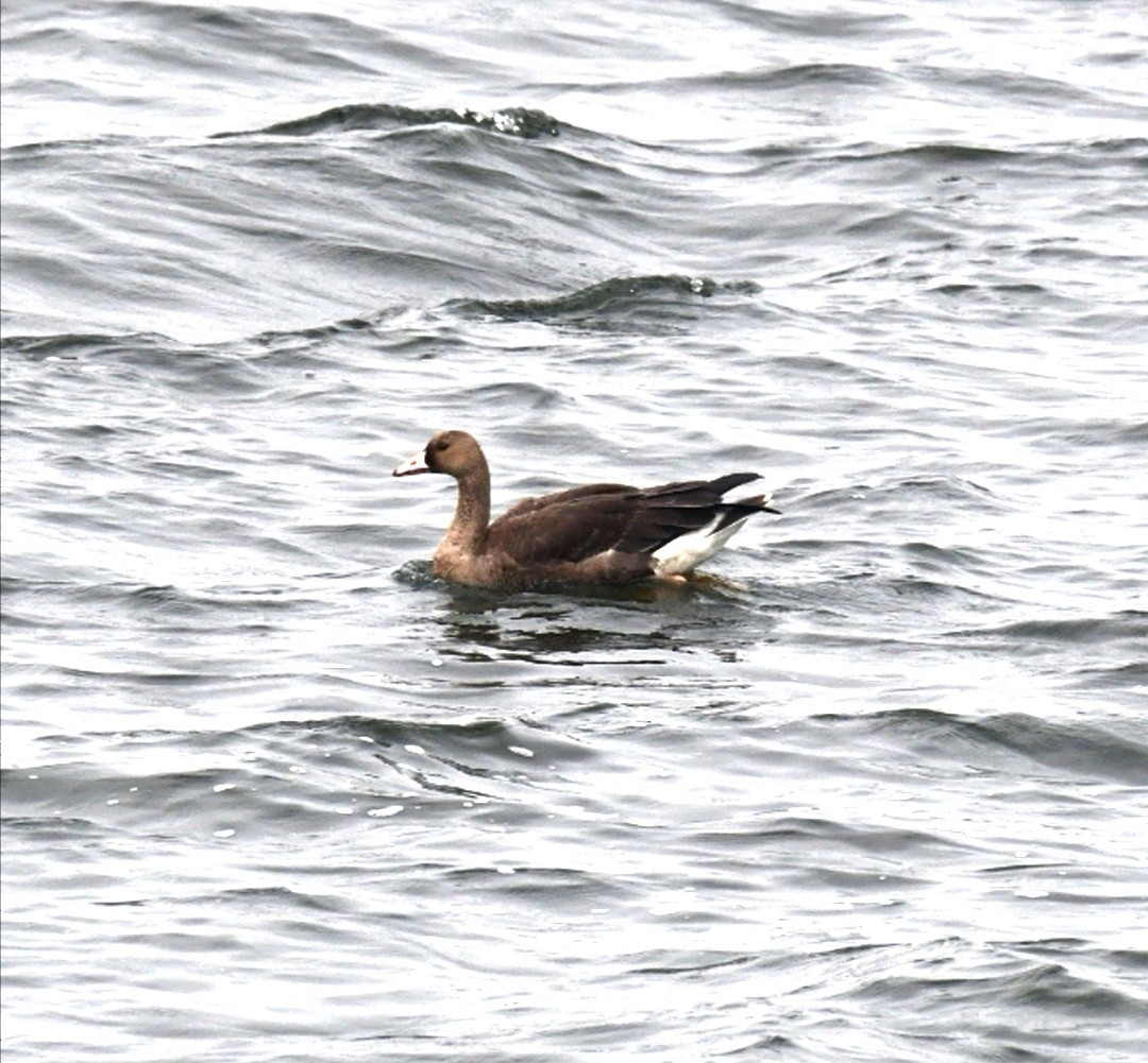 Greater White-fronted Goose - ML620410367