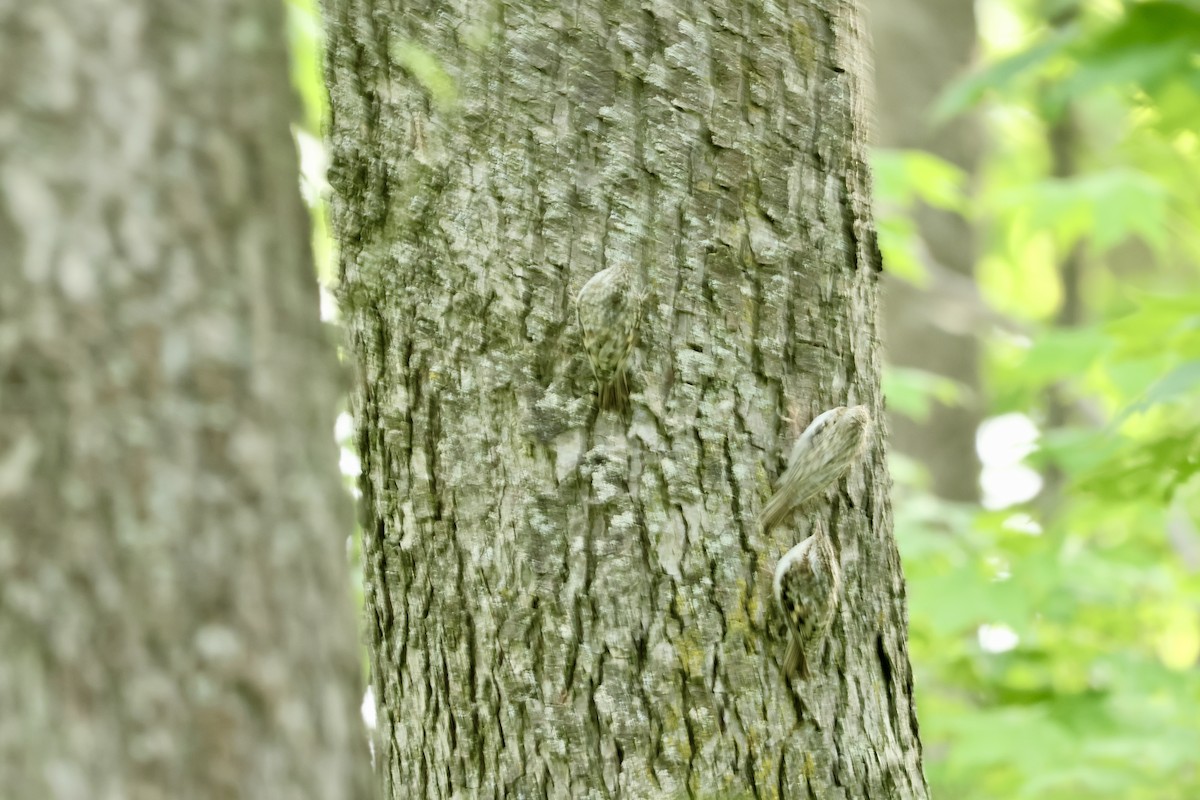 Eurasian Treecreeper - ML620410368