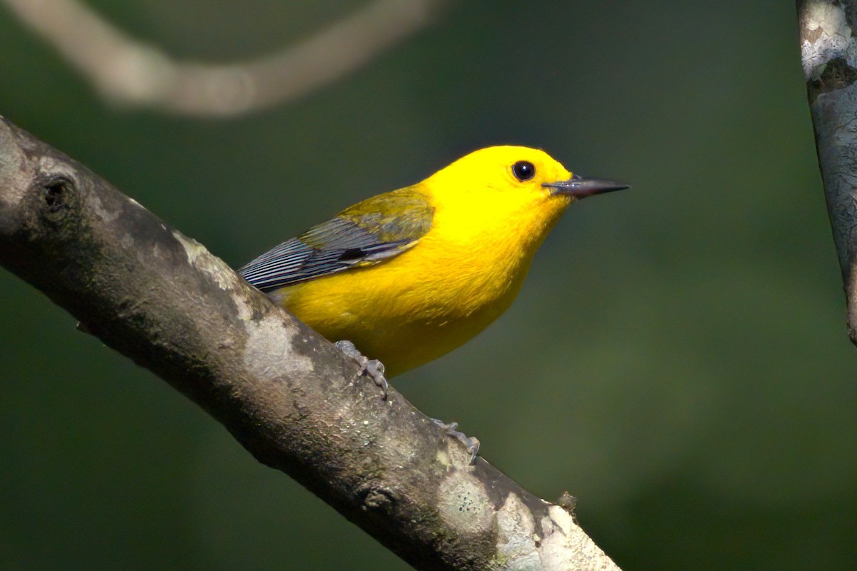 Prothonotary Warbler - James Williams