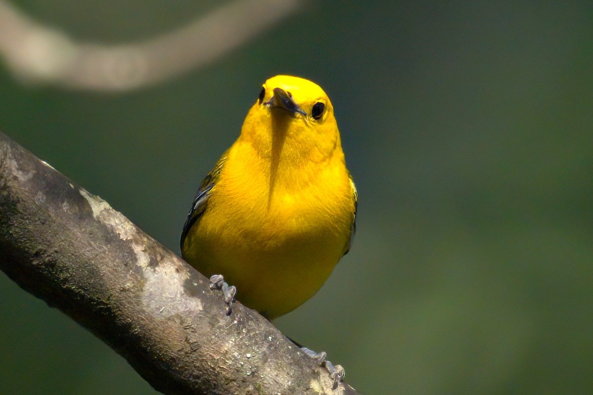 Prothonotary Warbler - ML620410376