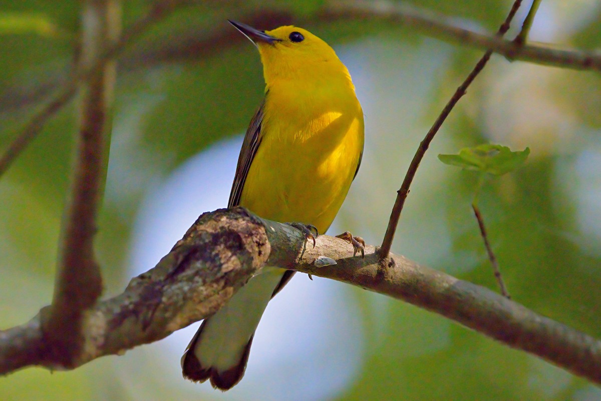 Prothonotary Warbler - ML620410380