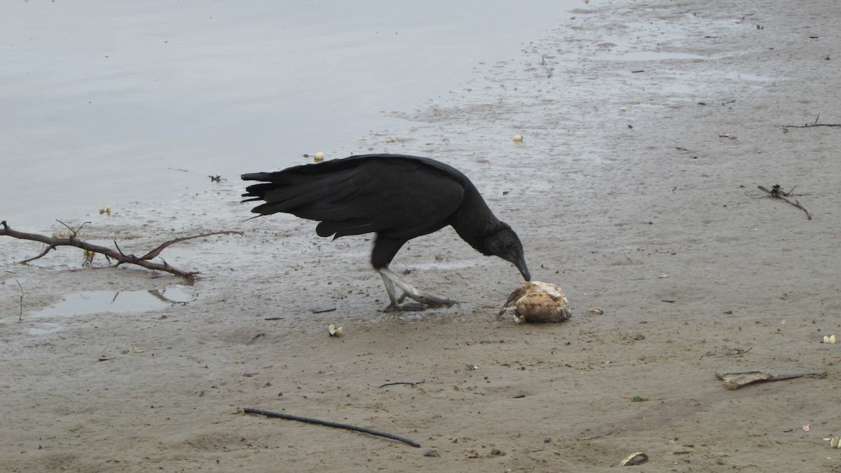 Black Vulture - ML620410386