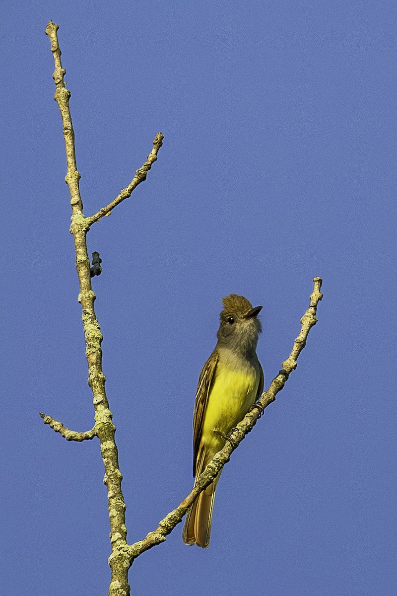 Great Crested Flycatcher - ML620410387