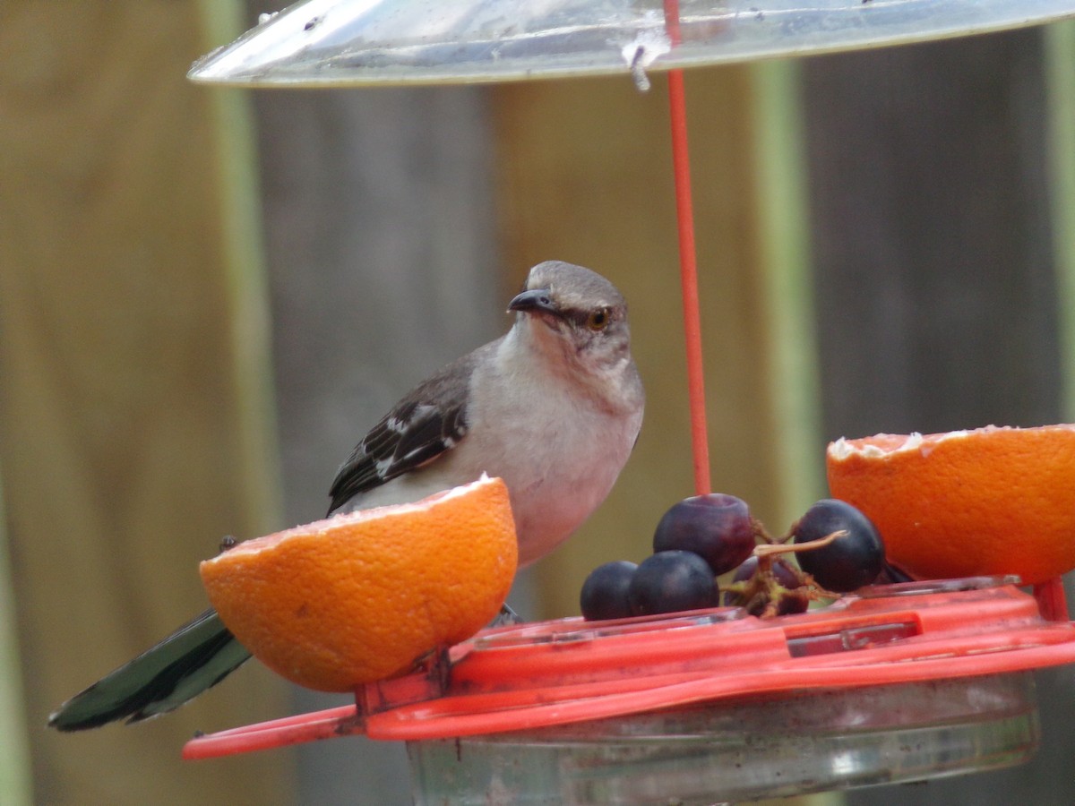 Northern Mockingbird - ML620410388