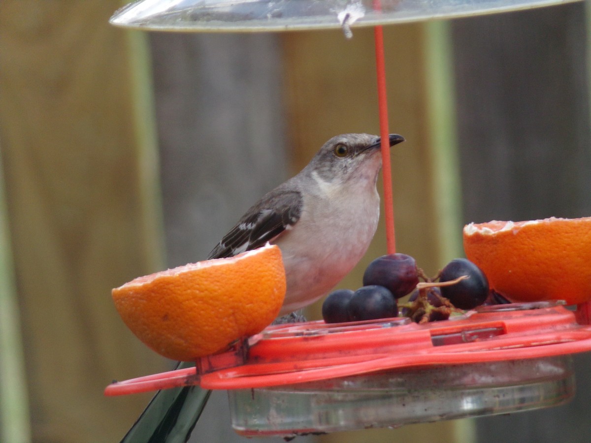 Northern Mockingbird - ML620410389