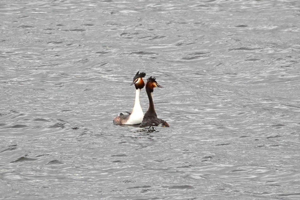 Great Crested Grebe - ML620410392