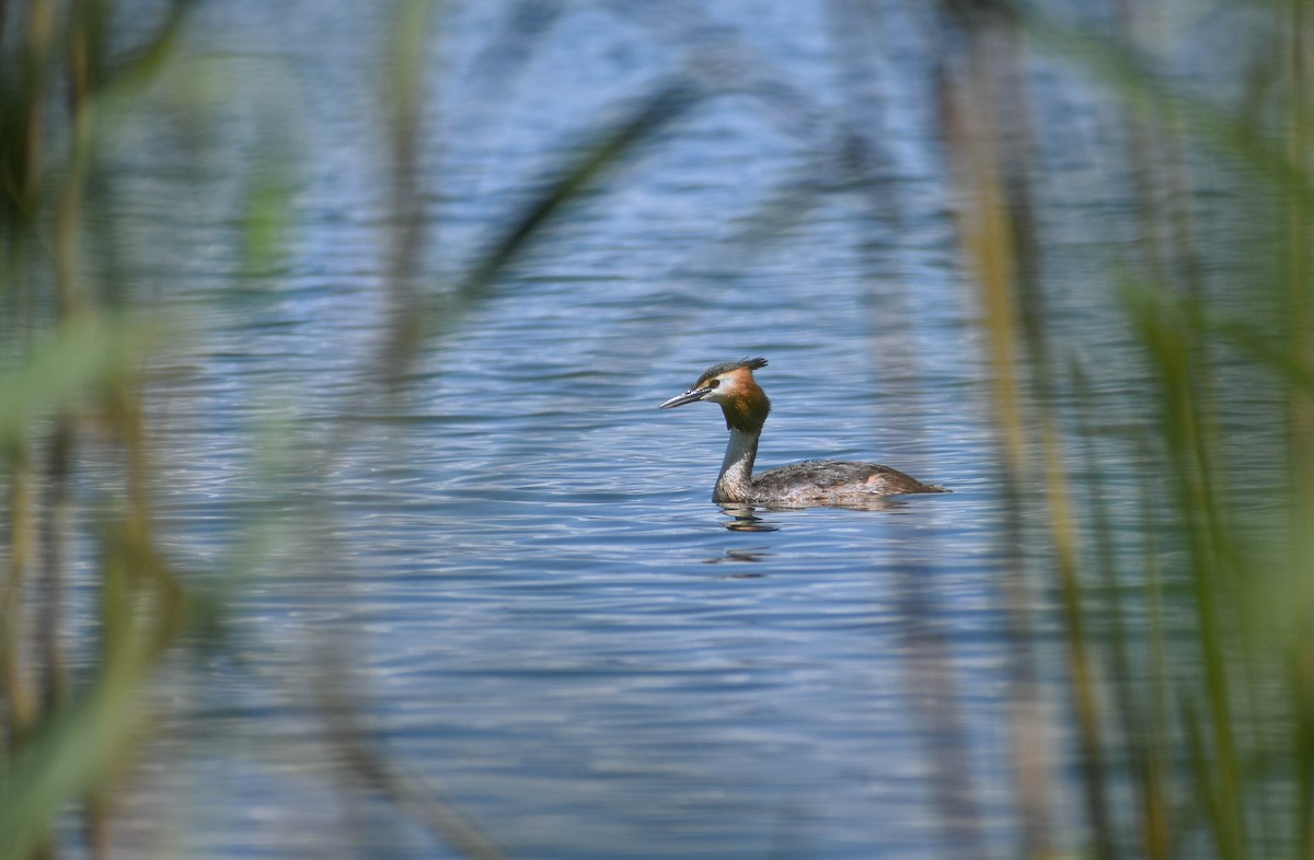 Great Crested Grebe - ML620410396