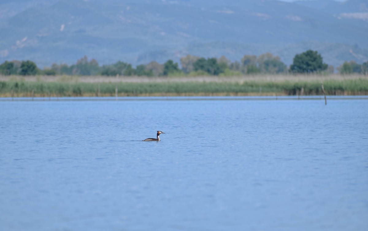 Great Crested Grebe - ML620410405