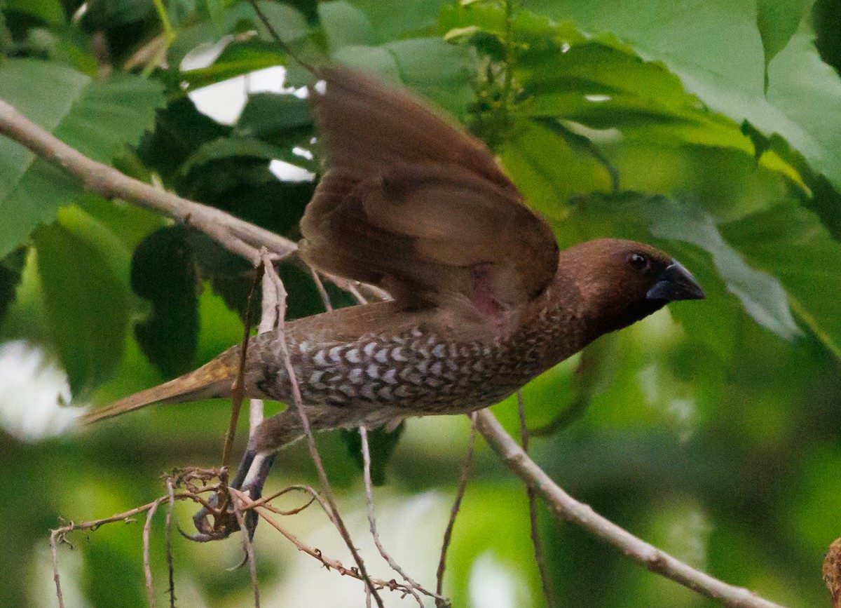 Scaly-breasted Munia - ML620410411