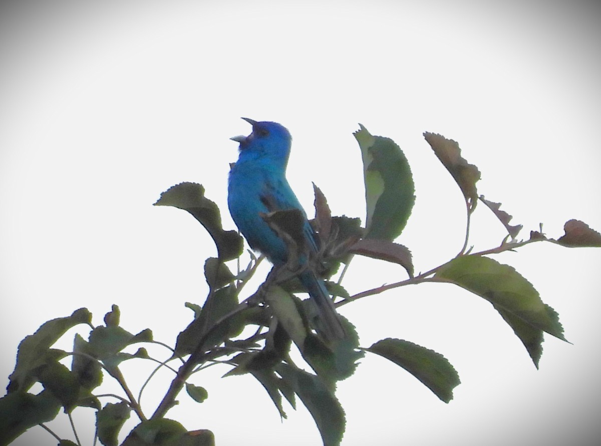 Indigo Bunting - ML620410415