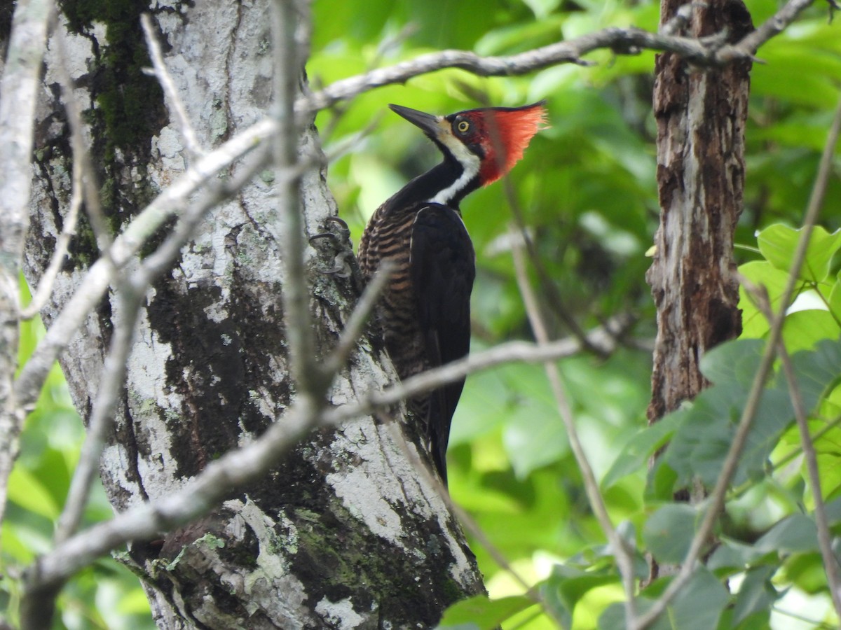 Crimson-crested Woodpecker - ML620410418