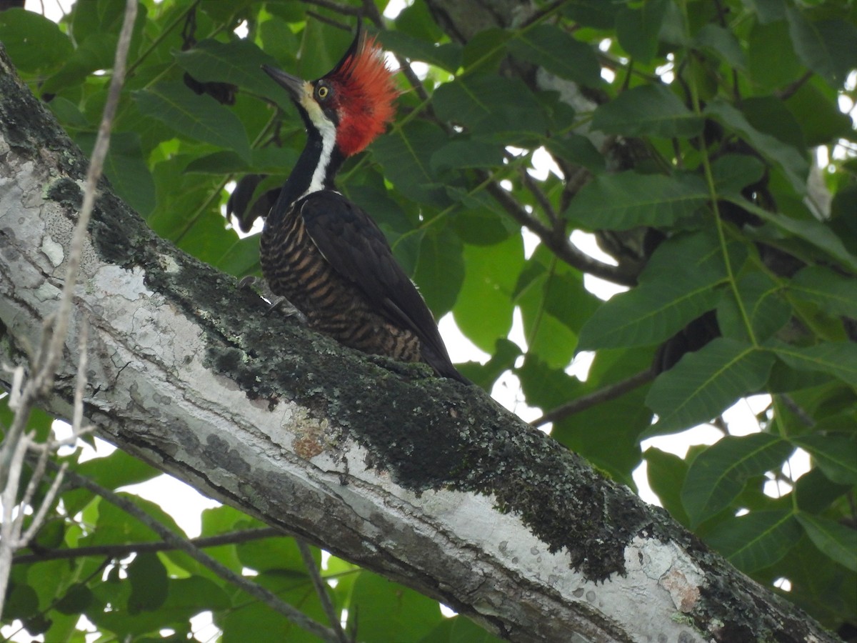 Crimson-crested Woodpecker - María Henríquez