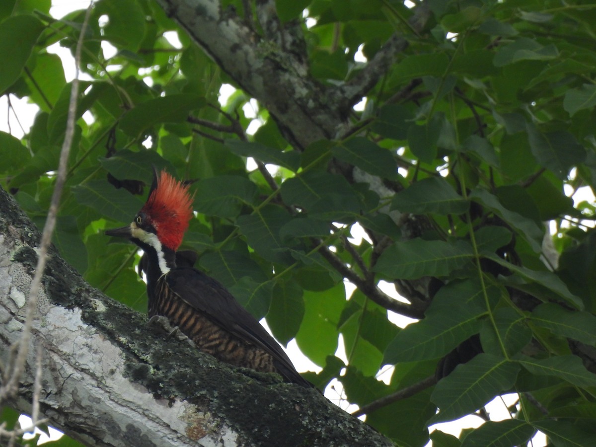 Crimson-crested Woodpecker - ML620410420