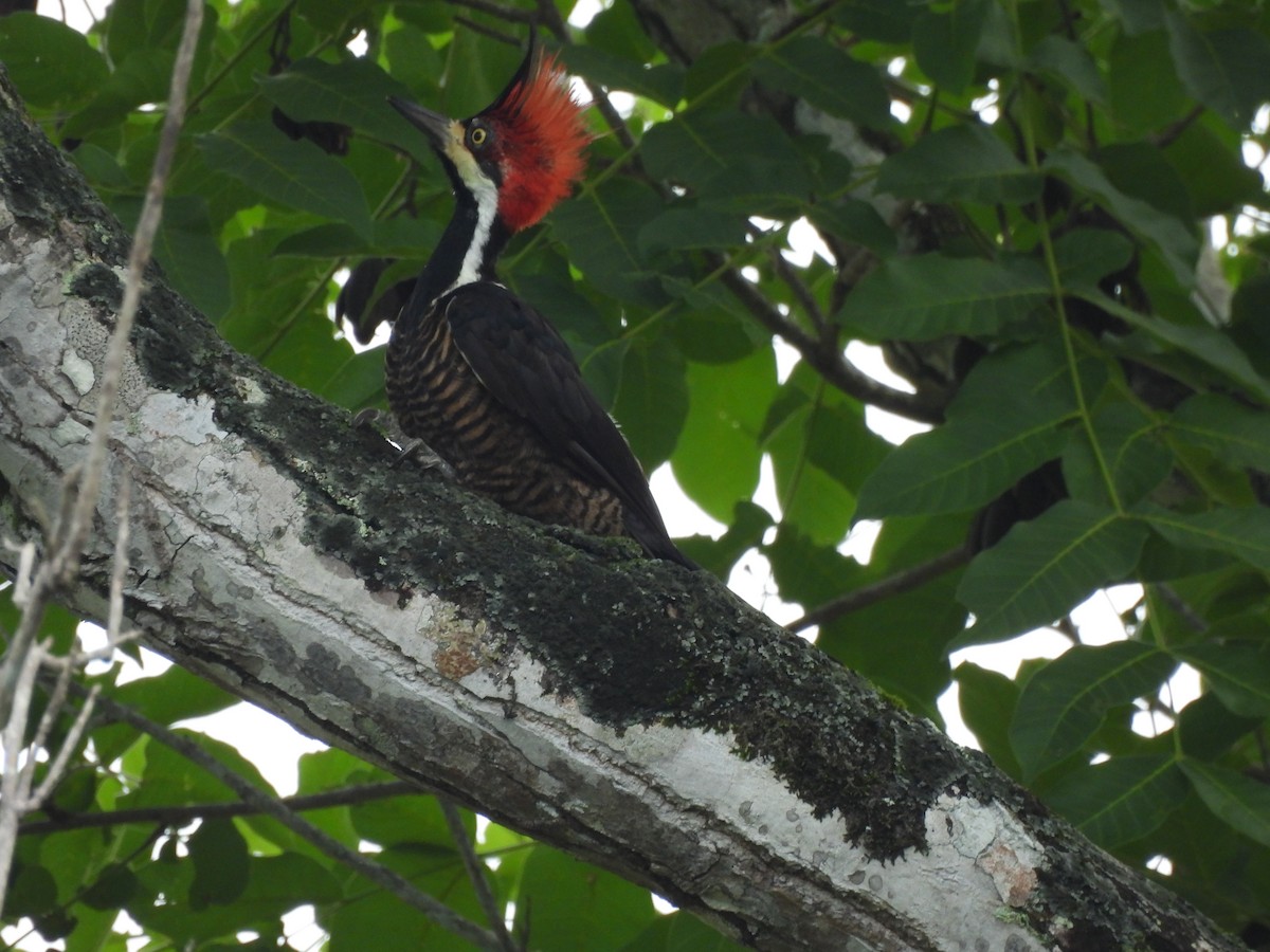 Crimson-crested Woodpecker - ML620410421