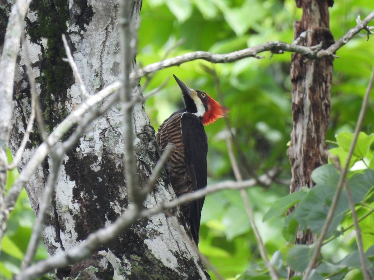 Crimson-crested Woodpecker - ML620410422