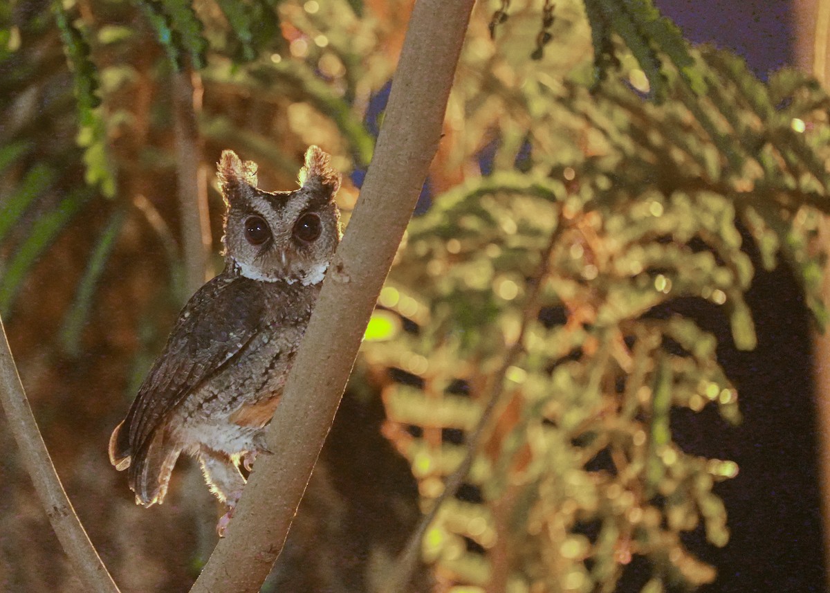Philippine Scops-Owl - ML620410423
