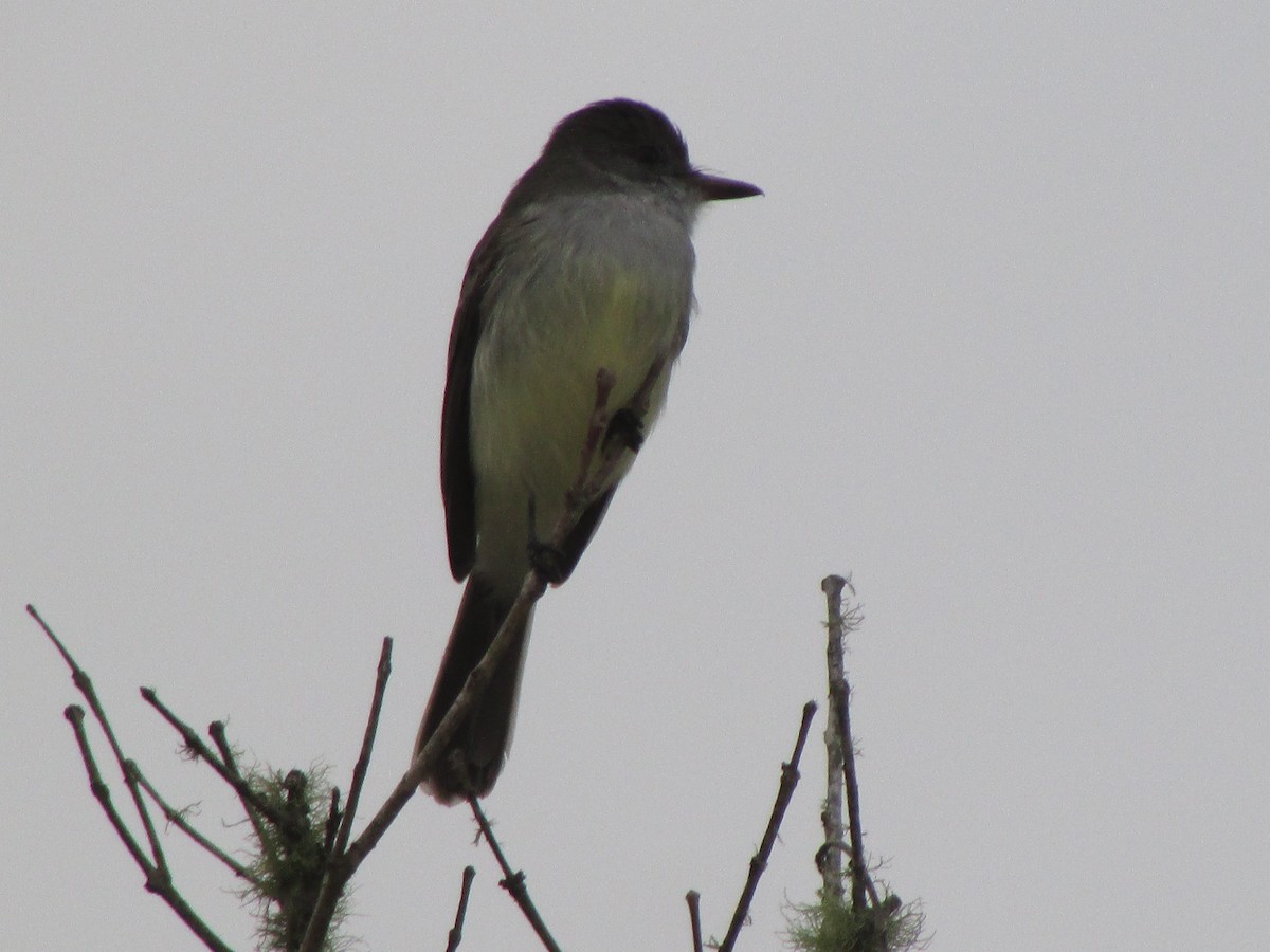 Short-crested Flycatcher - ML620410426