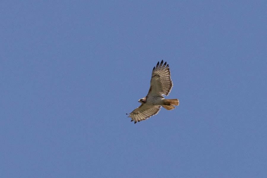 Red-tailed Hawk - ML620410436