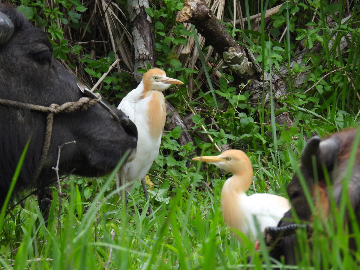 Eastern Cattle Egret - ML620410442