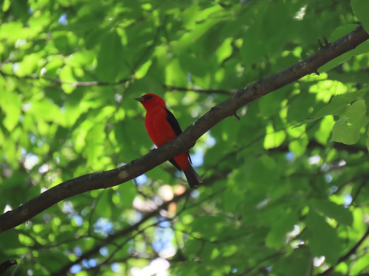 Scarlet Tanager - ML620410458
