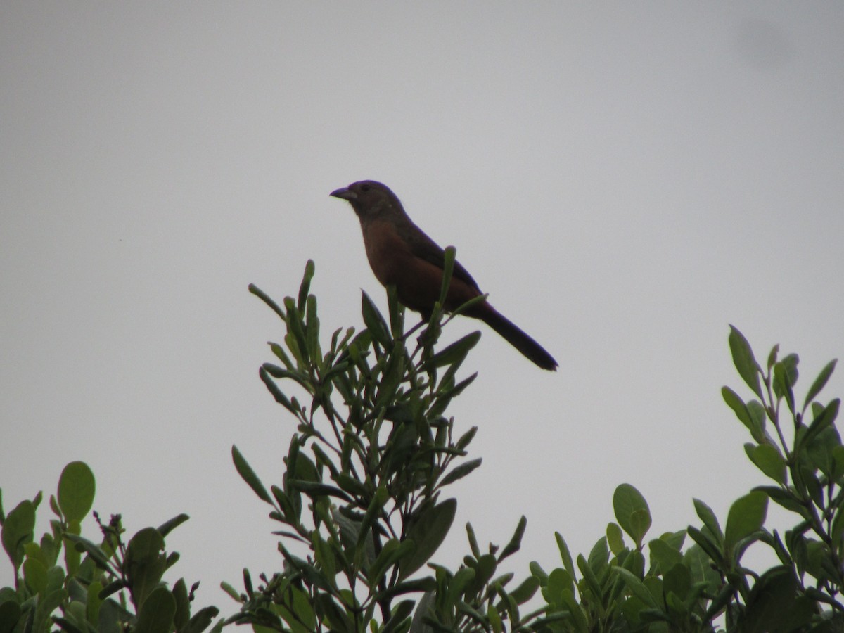 Brazilian Tanager - ML620410462