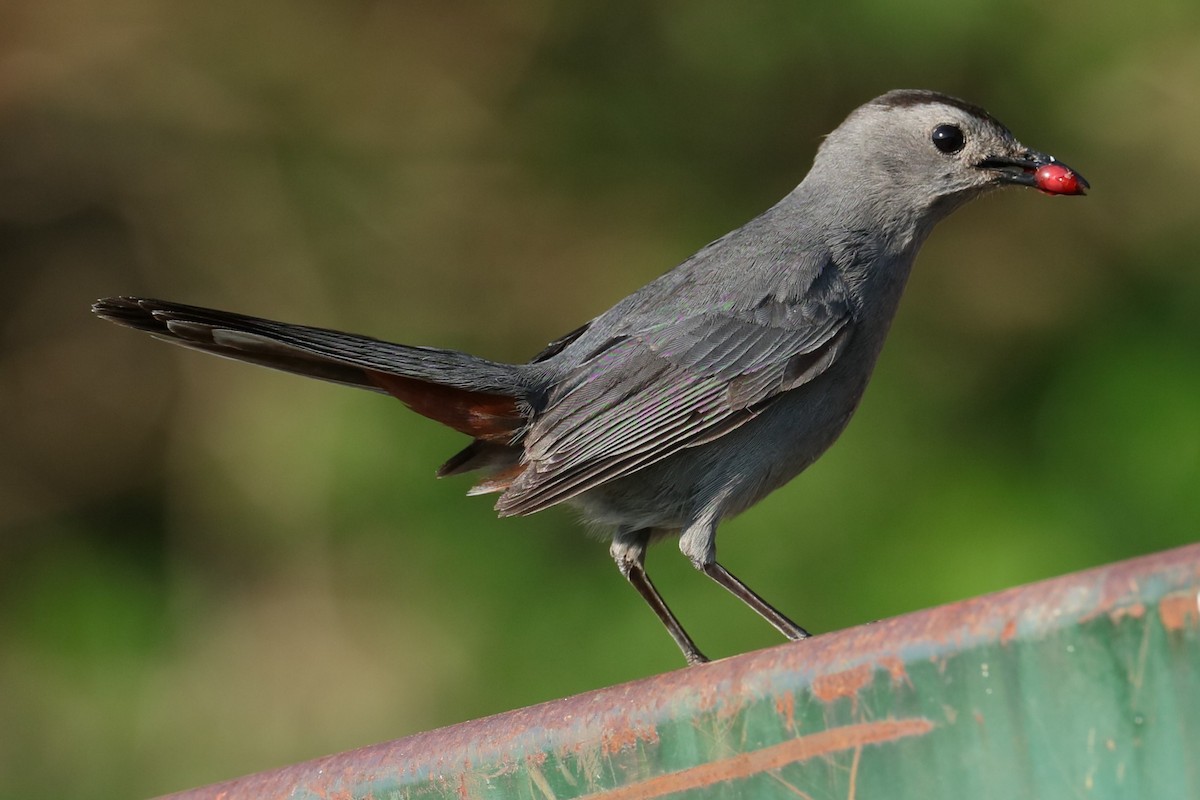 Pájaro Gato Gris - ML620410491