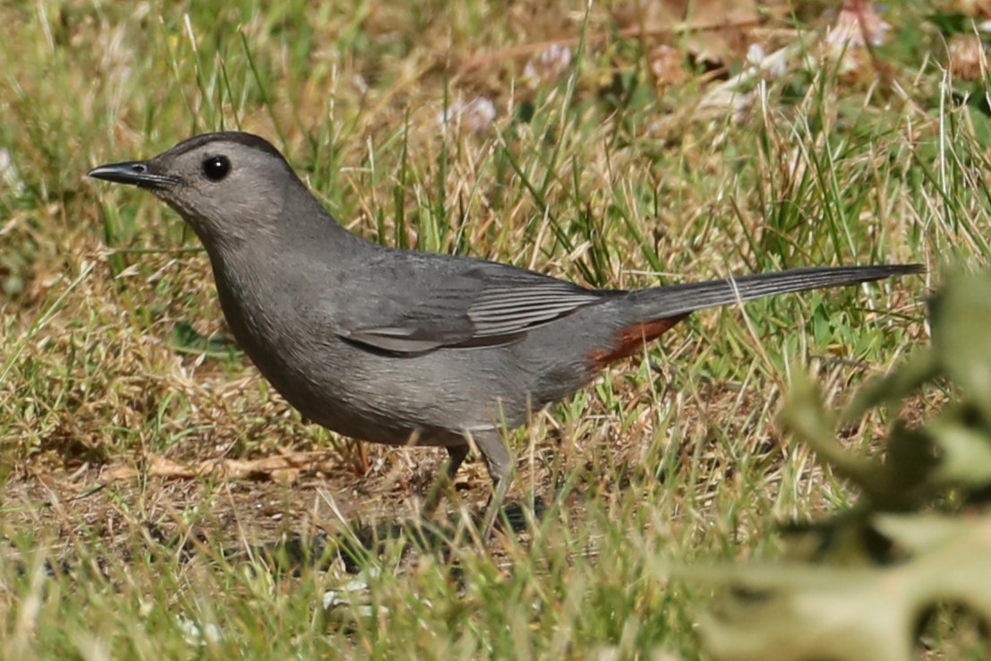 ימימן אמריקני - ML620410493