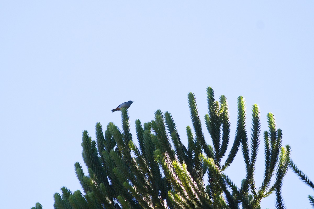 Chestnut-vented Conebill - ML620410496