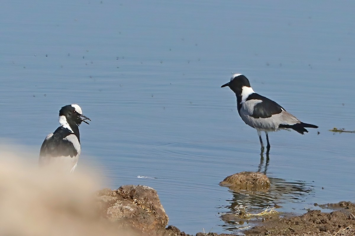 סיקסק הנפח - ML620410497