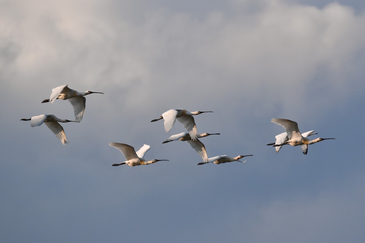 Eurasian Spoonbill - ML620410500