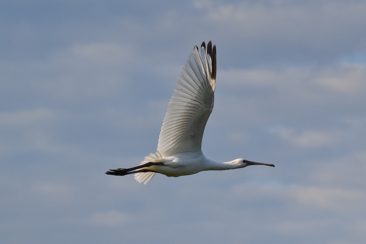 Eurasian Spoonbill - ML620410502