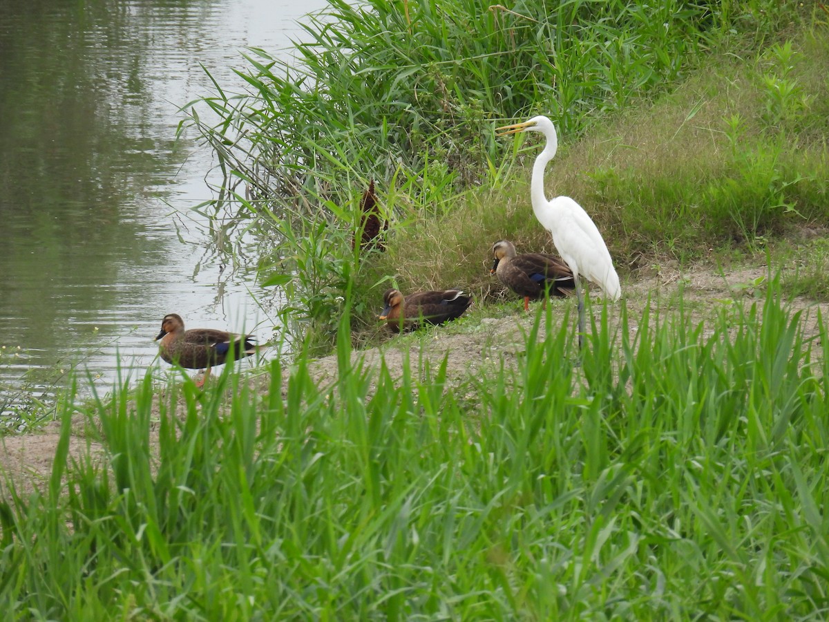 Eastern Spot-billed Duck - ML620410510