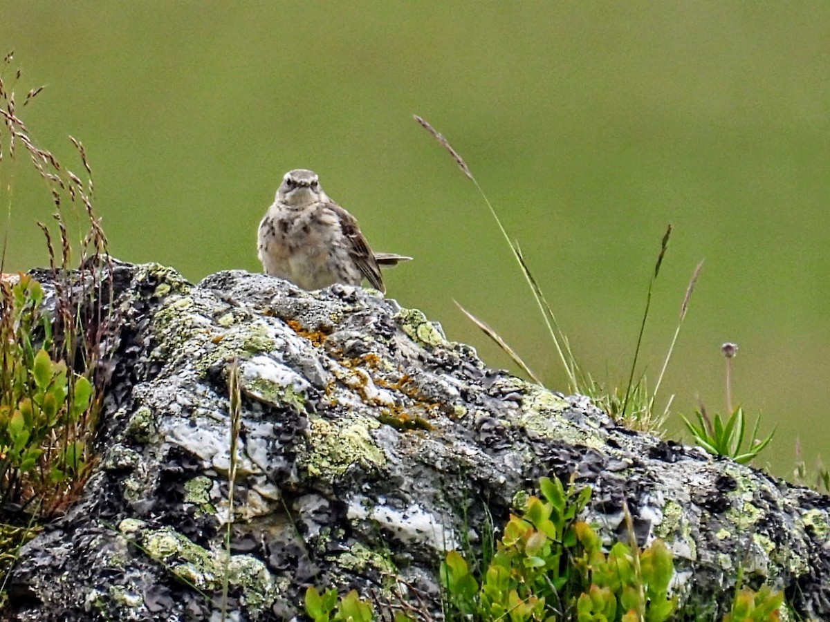 Water Pipit - ML620410513