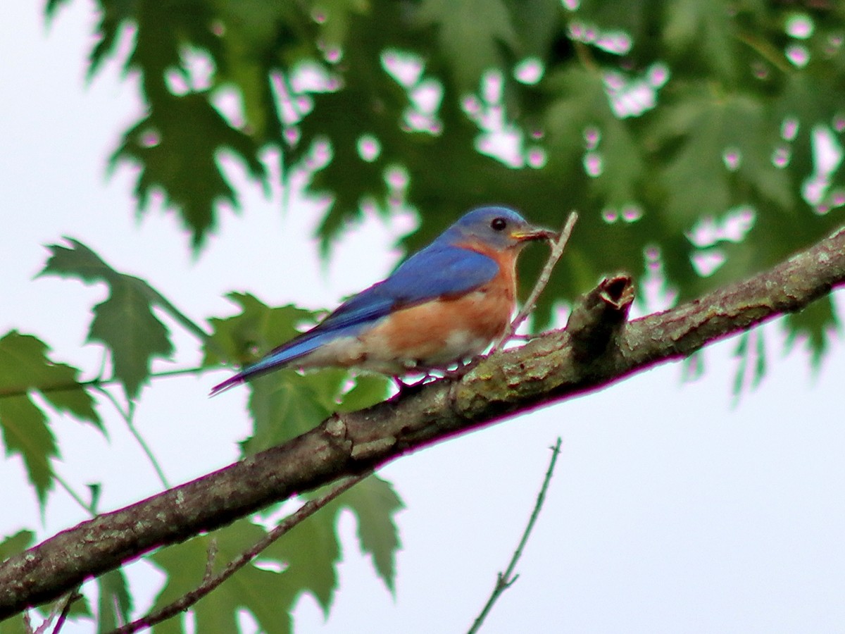 Eastern Bluebird - ML620410514