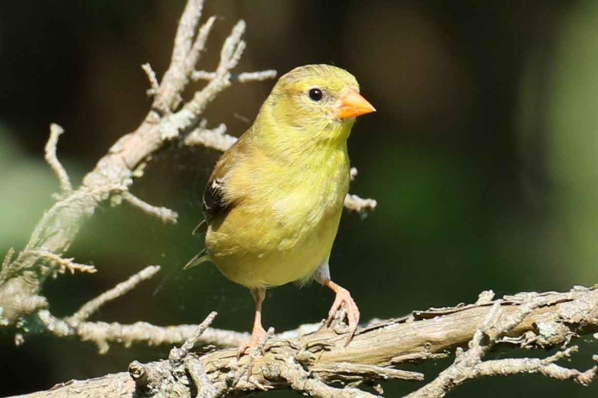 American Goldfinch - ML620410525