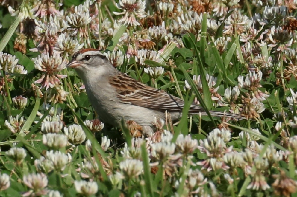 Chipping Sparrow - ML620410528