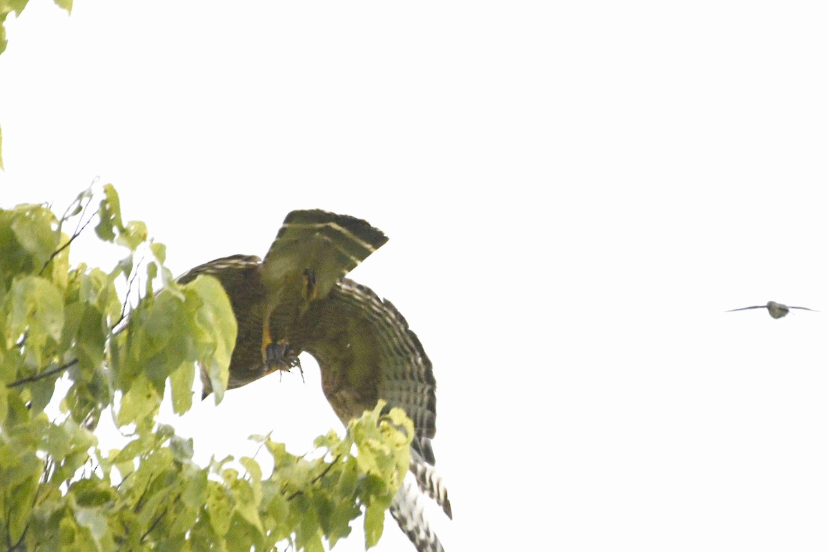 Red-shouldered Hawk - ML620410531