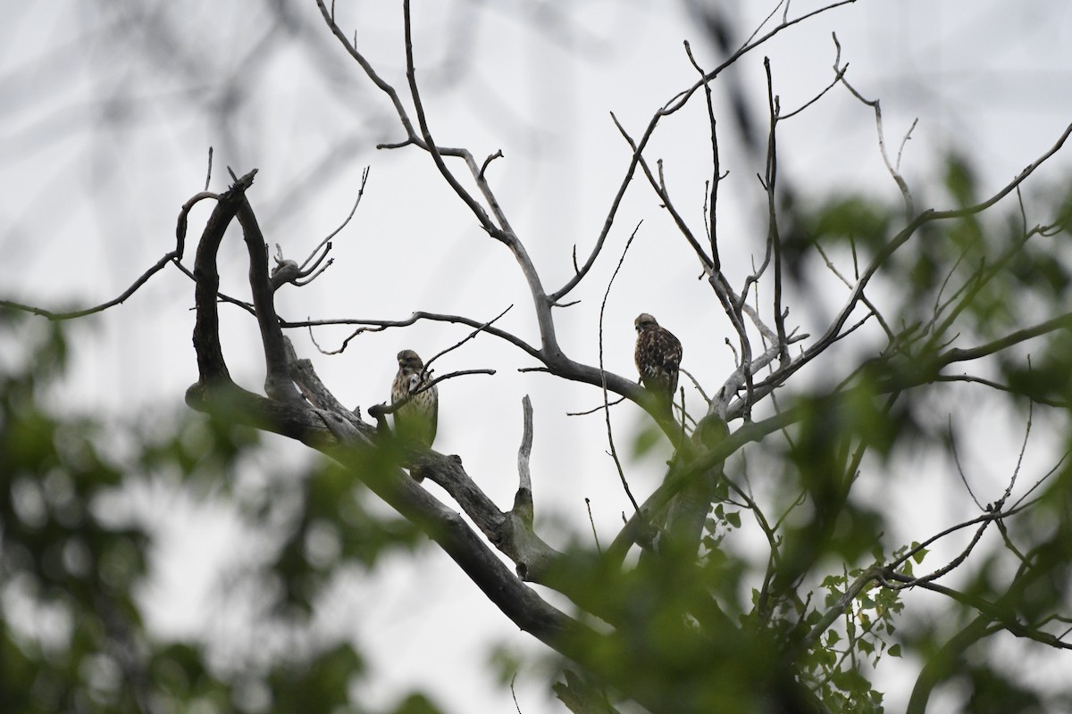 Red-shouldered Hawk - Carol Cobb