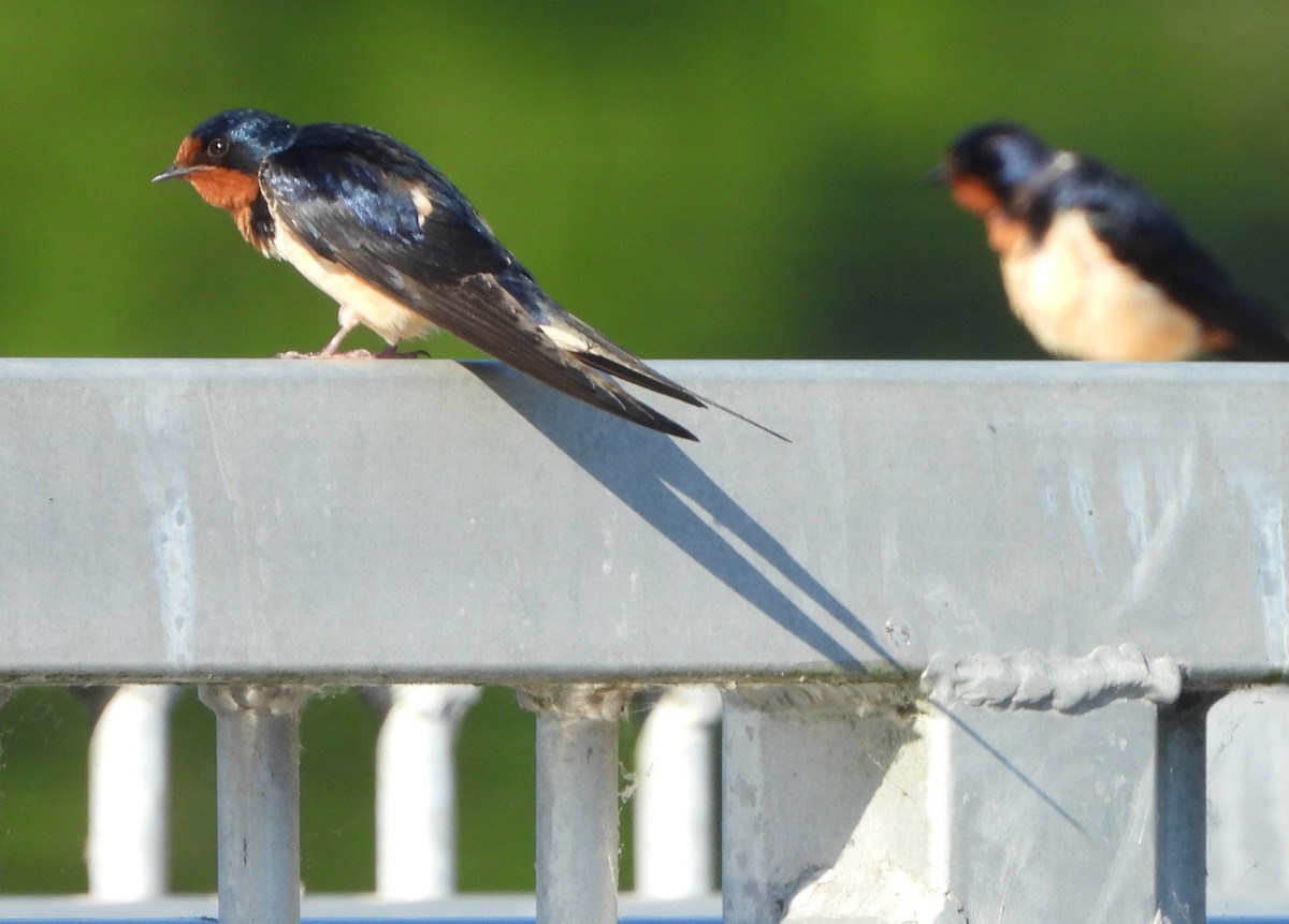 Barn Swallow - ML620410538