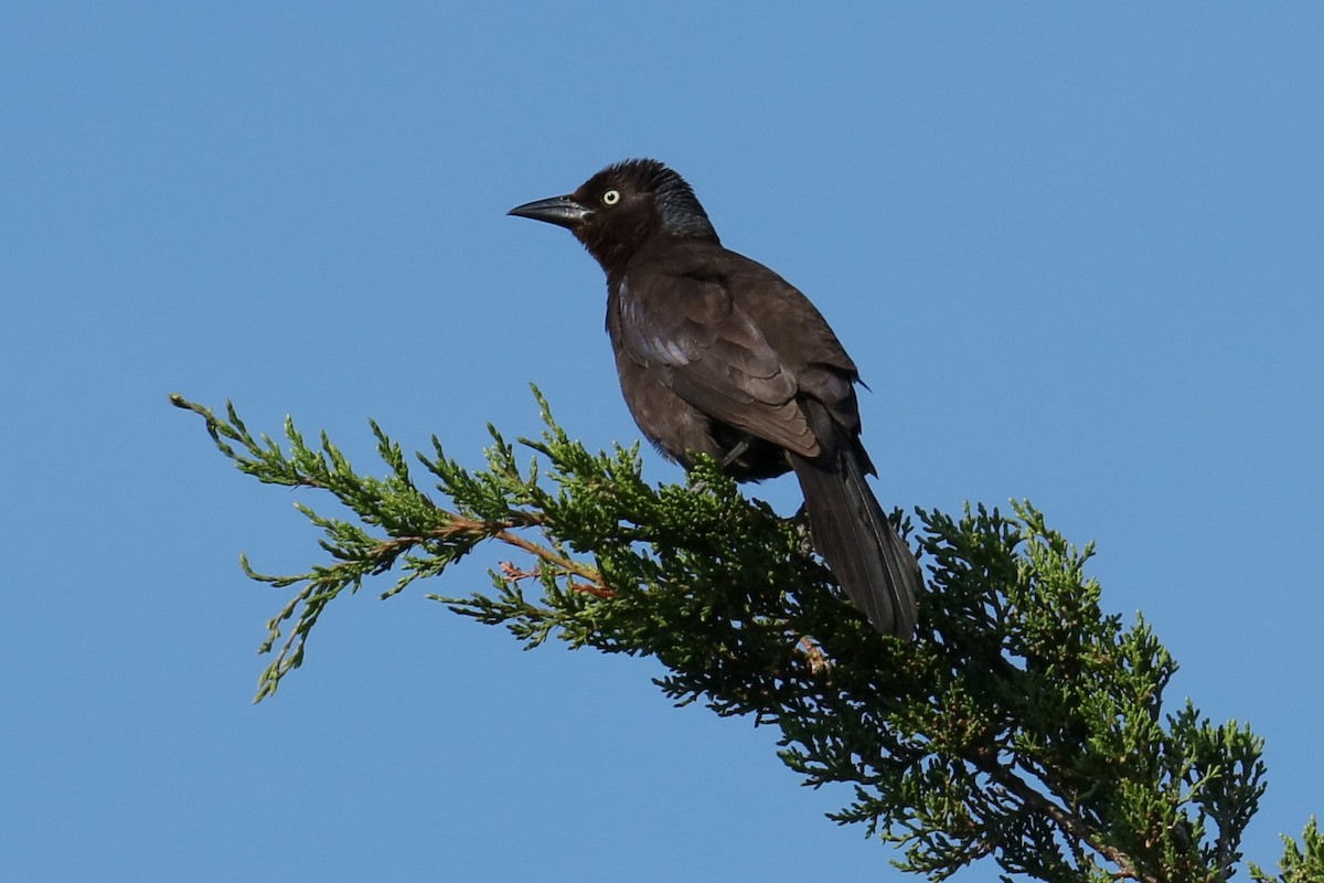 Common Grackle - michael vedder