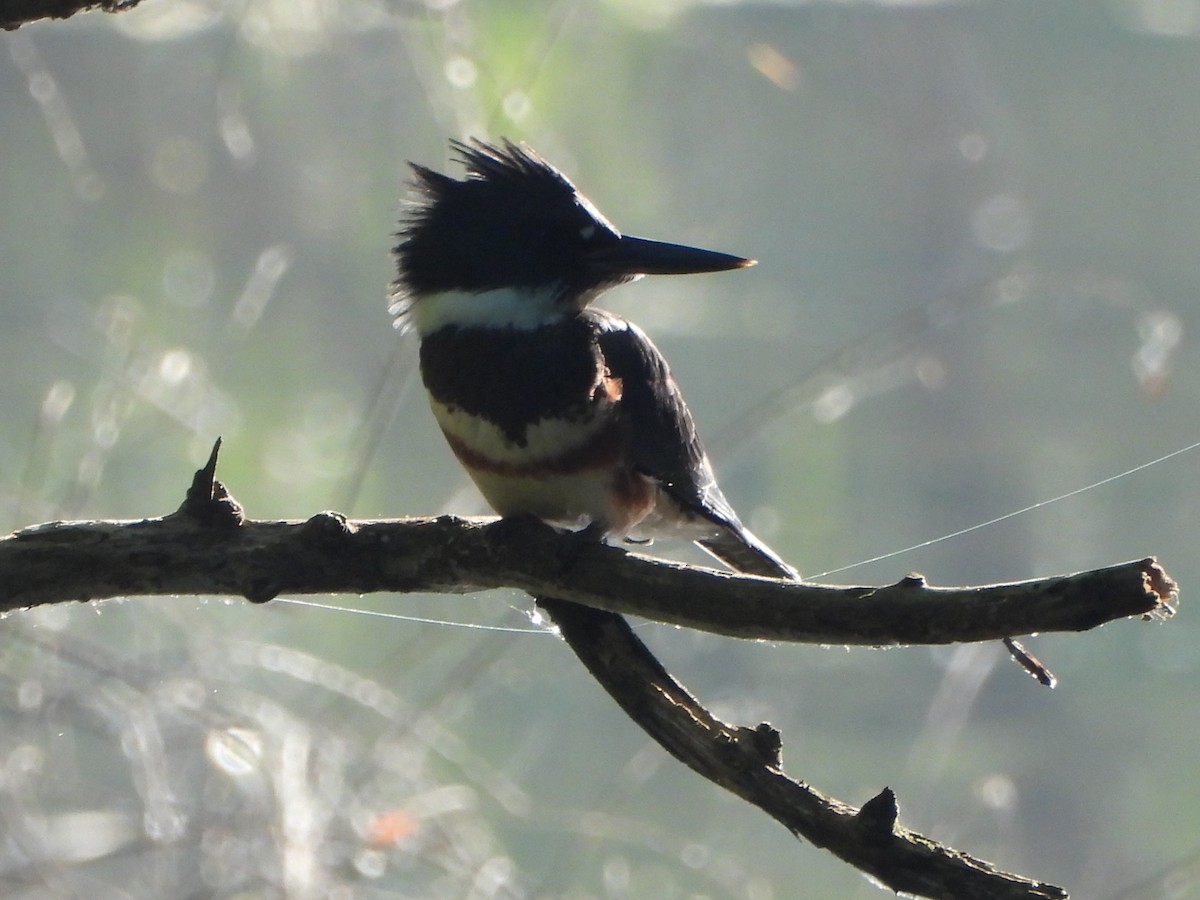 Belted Kingfisher - ML620410551