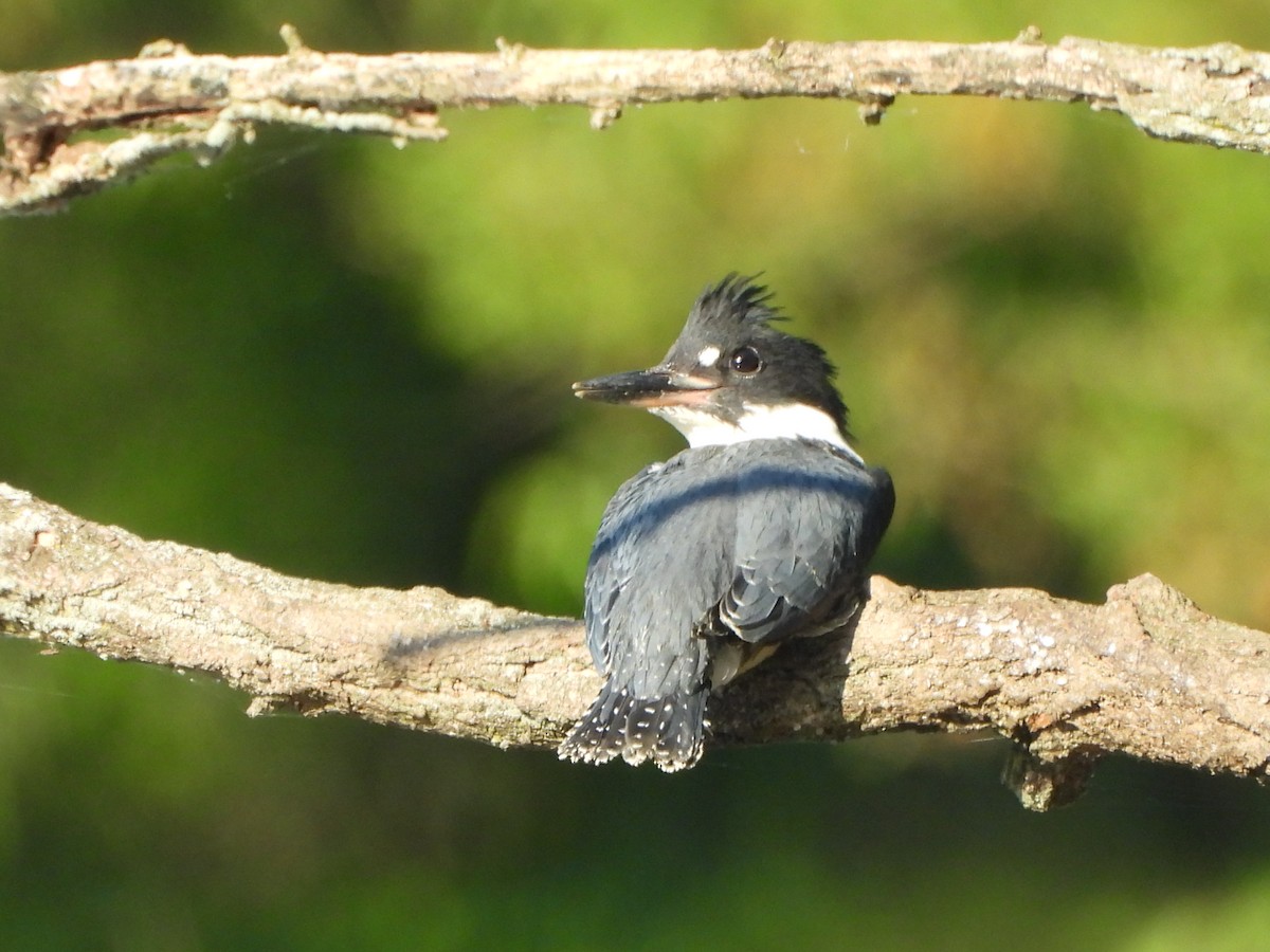 Belted Kingfisher - ML620410552