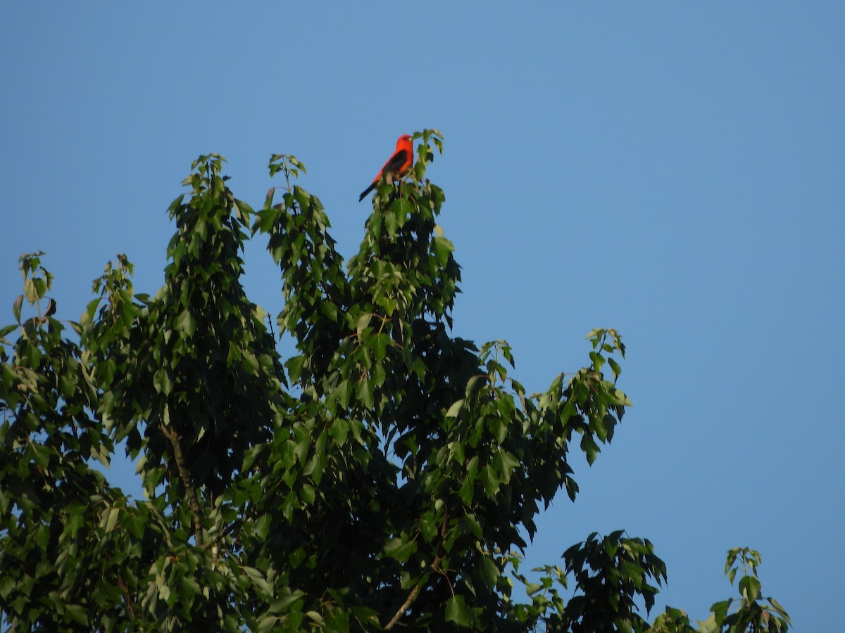 Scarlet Tanager - ML620410553