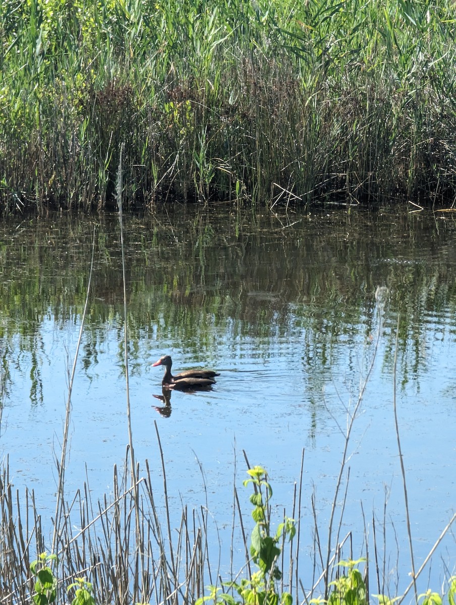 Black-bellied Whistling-Duck - ML620410555