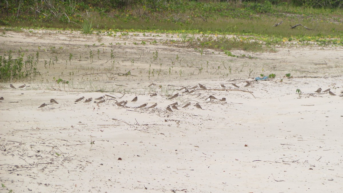 Semipalmated Plover - ML620410564