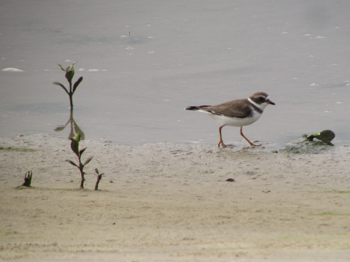 Semipalmated Plover - ML620410565